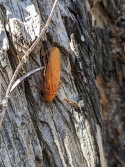 Parcoblatta virginica