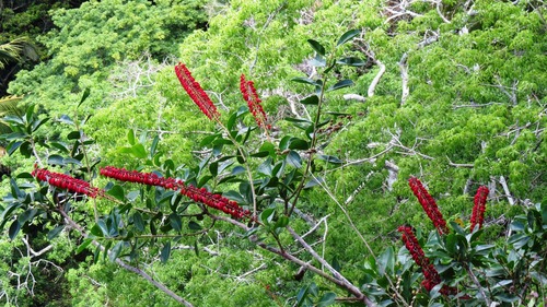 Norantea guianensis japurensis