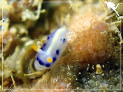 Hypselodoris infucata