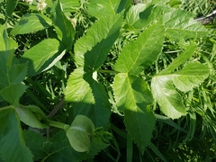 Angelica archangelica