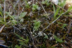 Cladonia foliacea