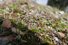 Draba verna