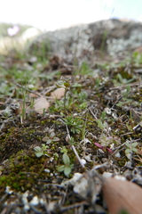 Draba verna