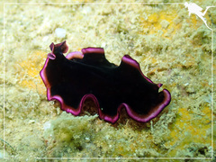 Pseudobiceros gloriosus