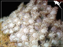 Goniopora albiconus