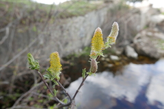 Salix