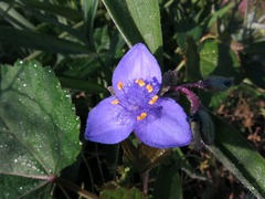 Tradescantia ohiensis