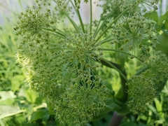 Angelica archangelica