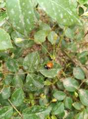 Coccinella septempunctata
