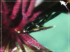 Allogalathea elegans