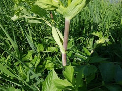 Angelica archangelica