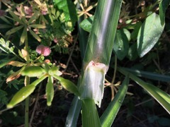 Tradescantia ohiensis