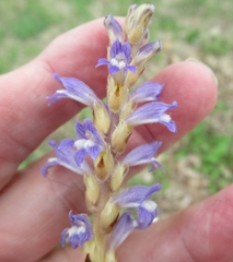 Phelipanche nana