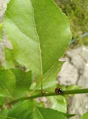 Coccinella septempunctata