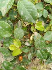 Coccinella septempunctata