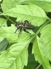 Laphria flavicollis