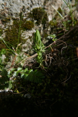 Lysimachia linum-stellatum