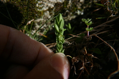 Lysimachia linum-stellatum