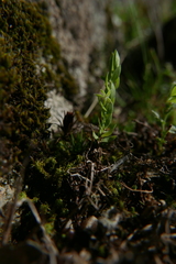 Lysimachia linum-stellatum