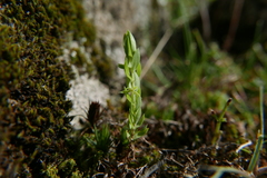 Lysimachia linum-stellatum