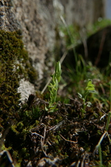 Lysimachia linum-stellatum