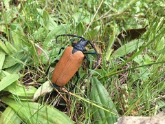 Oropyrodes maculicollis