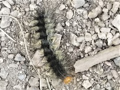 Spilosoma vestalis