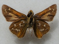Hesperia comma laurentina