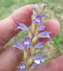 Phelipanche nana