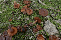 Basidiomycota