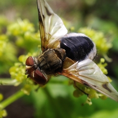 Ectophasia leucoptera
