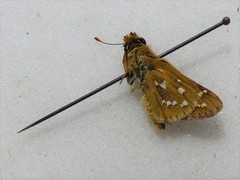 Hesperia comma laurentina