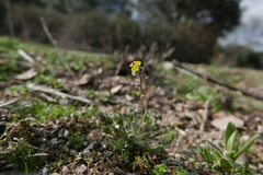 Myosotis persoonii