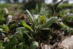 Myosotis ramosissima