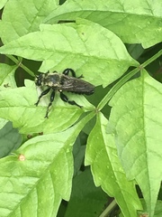 Laphria flavicollis