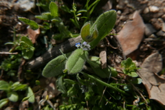 Myosotis ramosissima