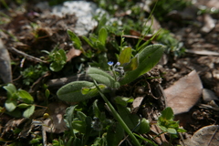 Myosotis ramosissima