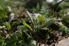 Myosotis ramosissima