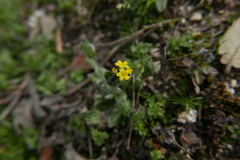 Myosotis persoonii