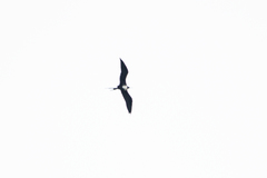Fregata magnificens
