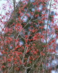 Acer pycnanthum