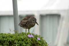 Nycticorax nycticorax