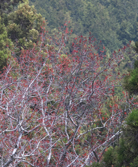 Acer pycnanthum