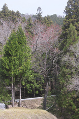 Acer pycnanthum