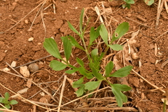 Ranunculus arvensis