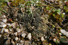 Riccia nigrella
