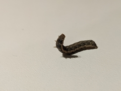 Noctua