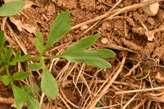 Ranunculus arvensis