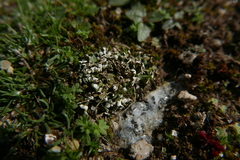 Cladonia foliacea