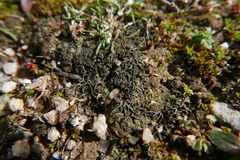 Riccia nigrella